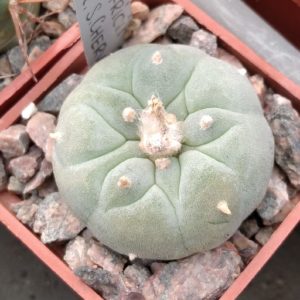 Lophophora fricii -cube-5cm- blue form-