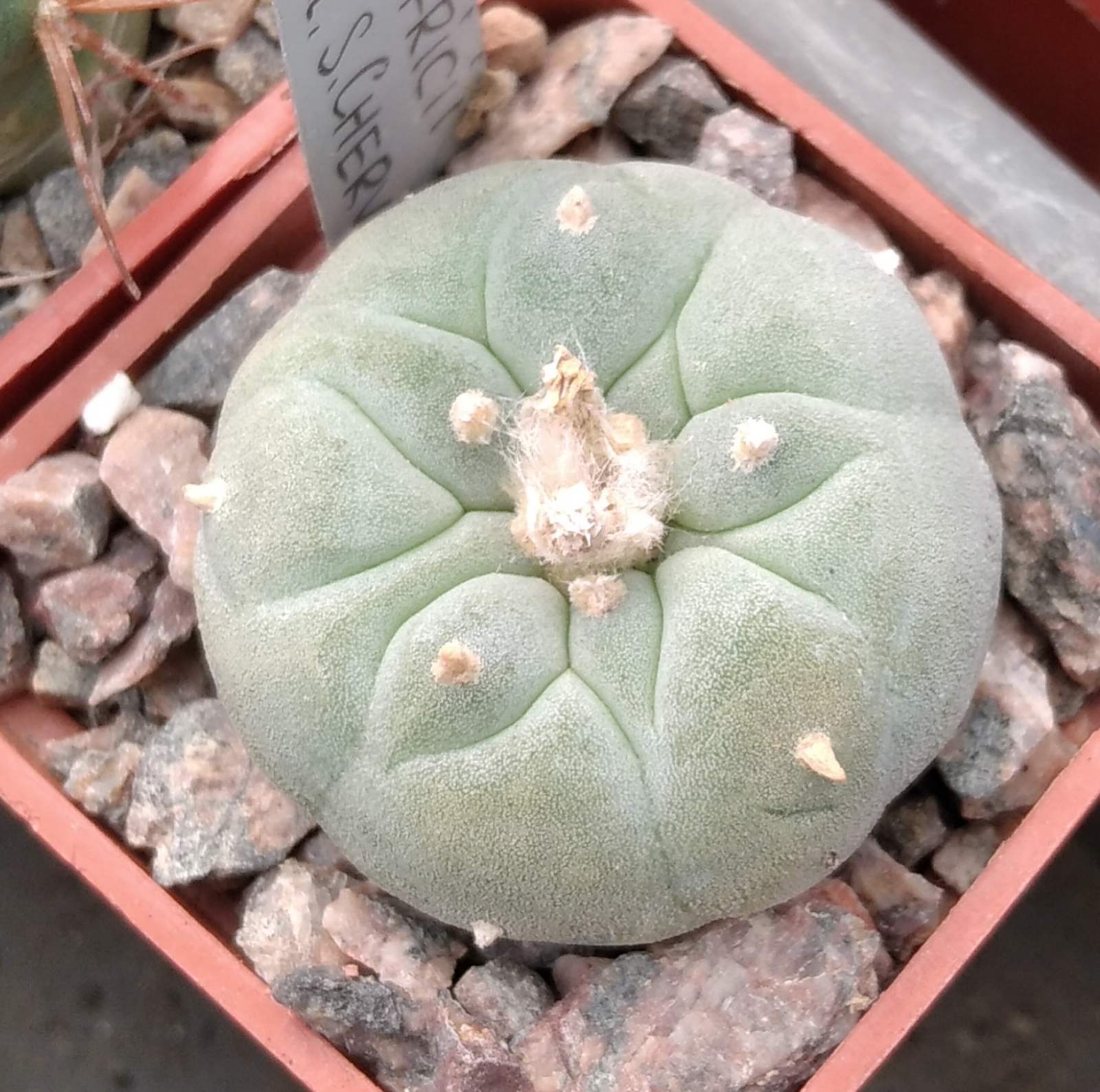 Lophophora fricii -cube-5cm- blue form-