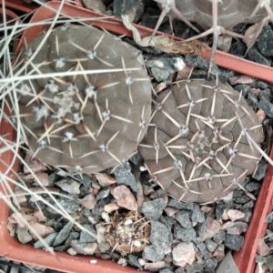 Gymnocalycium piltziorum P216 -cube-7cm-