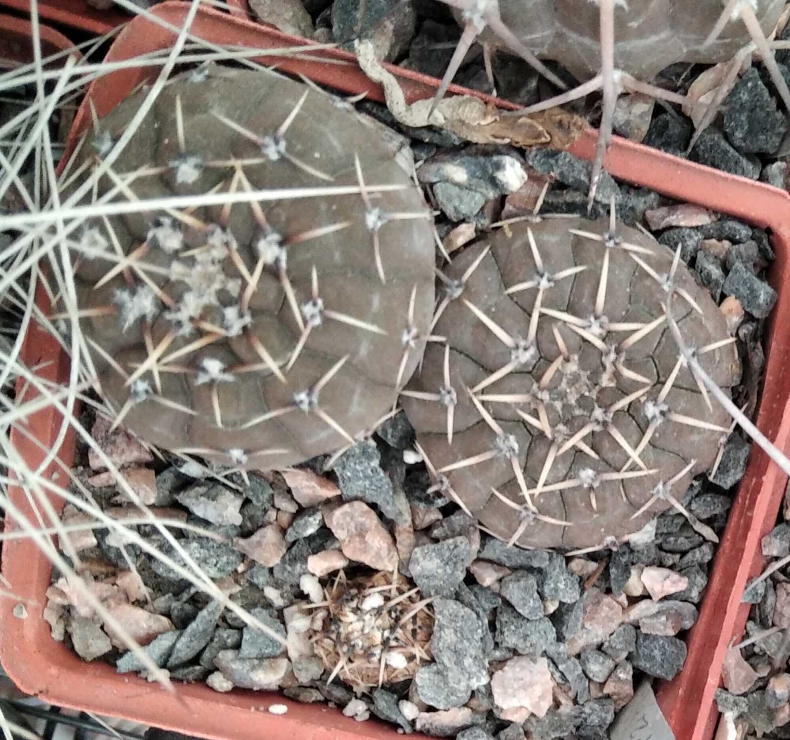 Gymnocalycium piltziorum P216 -cube-7cm-