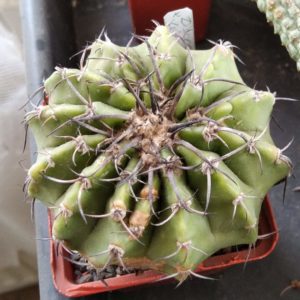 Discocactus latispinus -MG- 7cm- щеплений-