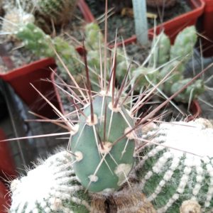 Maihueniopsis darvinii MK126 - пагін-