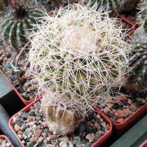 Discocactus zentheri- cube-7cm- 700