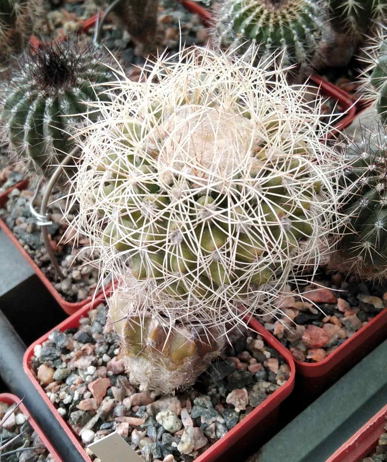 Discocactus zentheri- cube-7cm- 700
