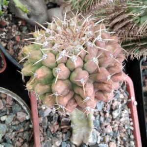 Discocactus tricornis KK668 -cube-7cm-