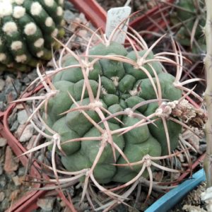 Gymnocalycium  tillianum R227 - cube-7cm- винно-червоні  квіти-