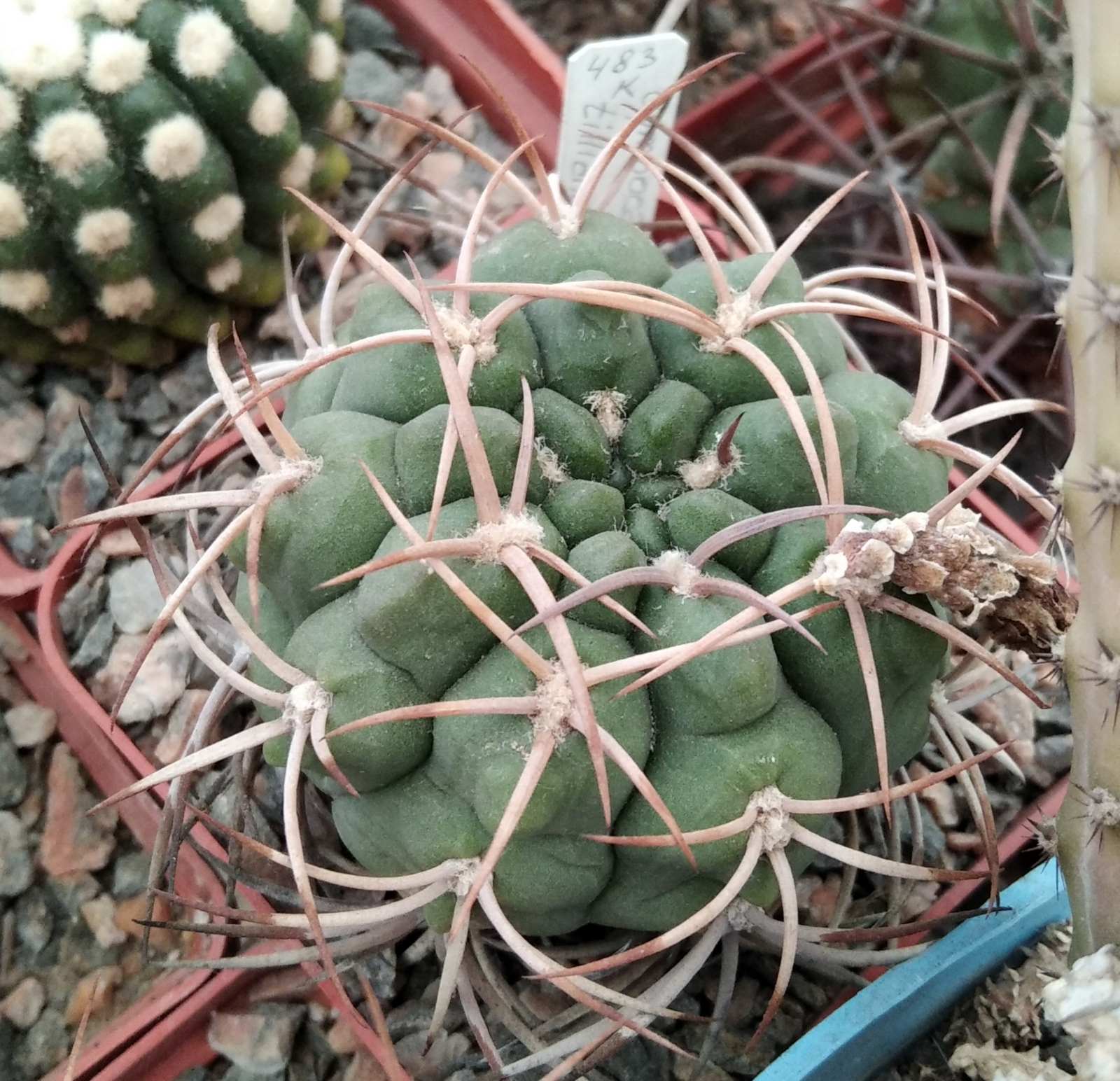 Gymnocalycium  tillianum R227 - cube-7cm- винно-червоні  квіти-