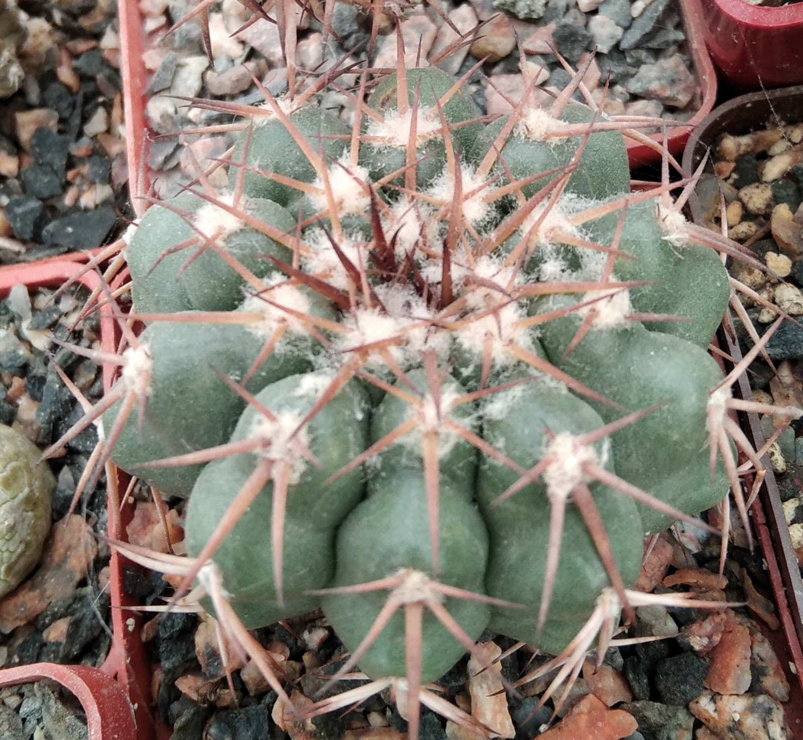 Discocactus nigrisaetosus HU448 -cube-7cm-прихована підщепа-