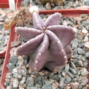 Echinocereus subinermis -cube-7cm- рідкісна червона форма -