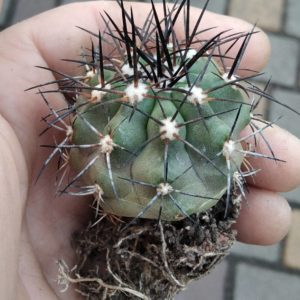 Copiapoa cocuimbana PV2428- 4.5см- своє коріння-