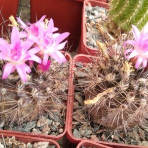 Neoporteria castaneoides -MG- cube-6cm-