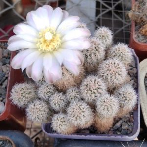 Gymnocalycium bruchii v. albispinum -пагони-
