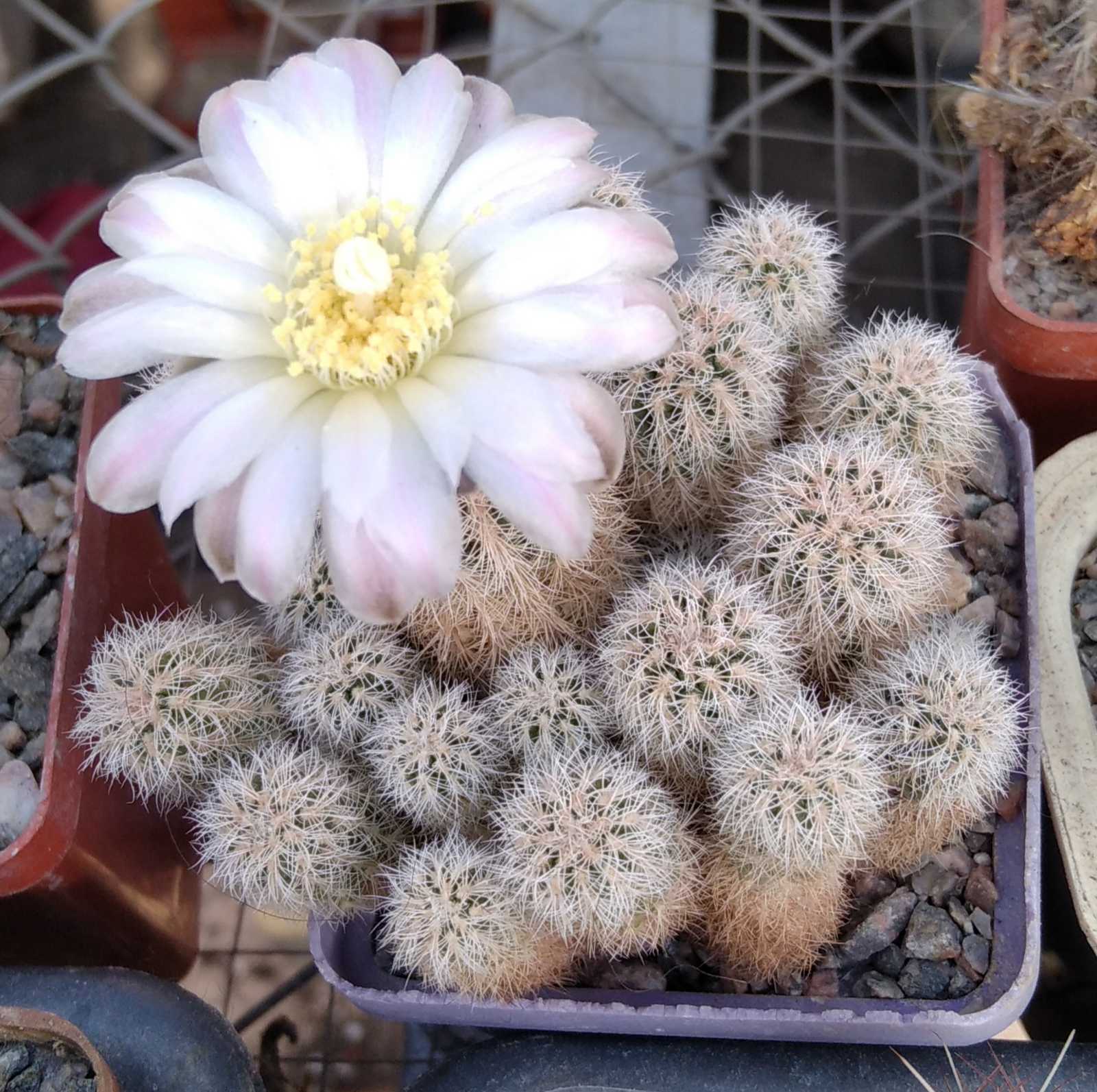Gymnocalycium bruchii v. albispinum -пагони-
