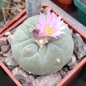 Lophophora fricii -blue form- cube-5cm-