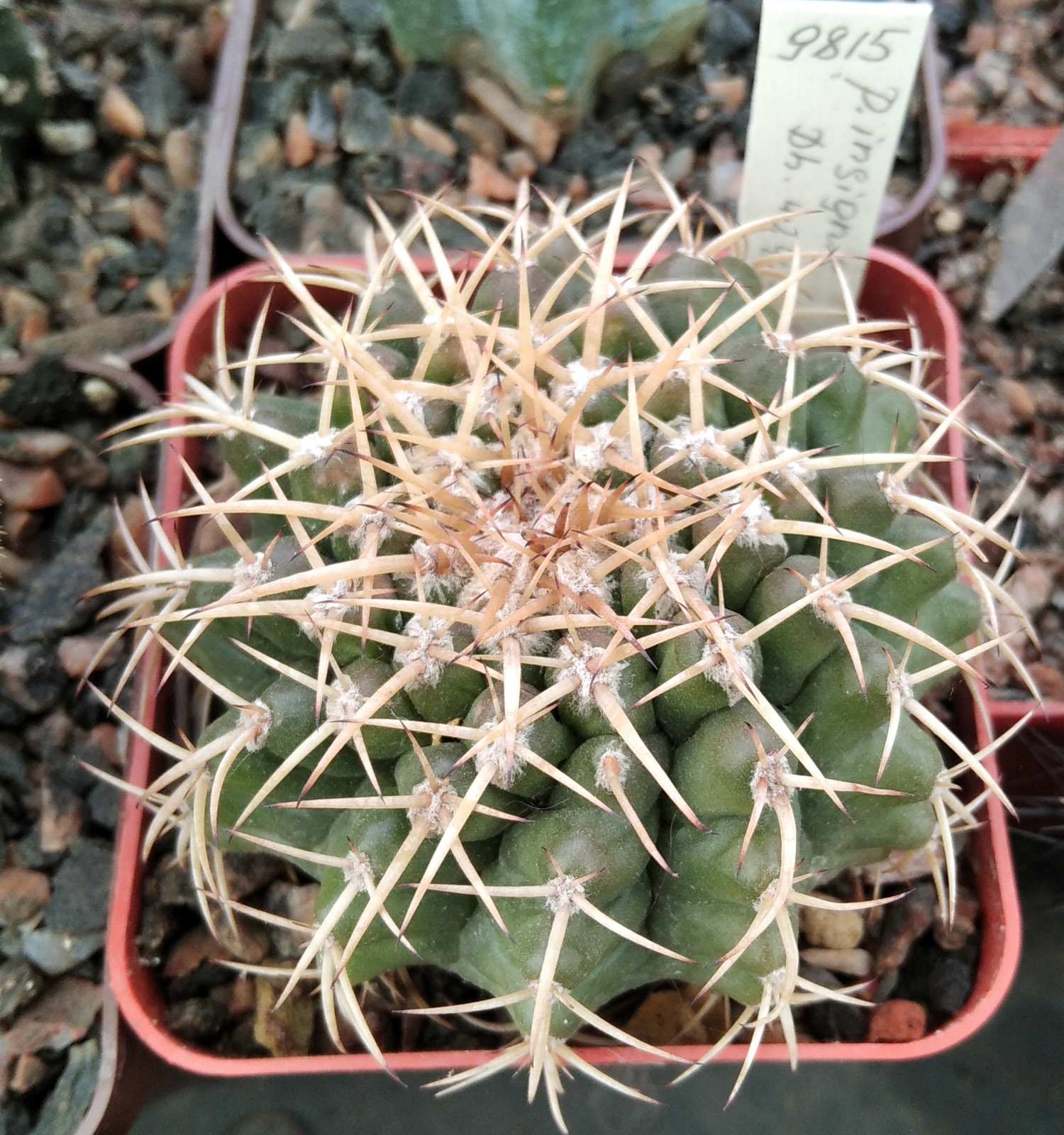 Discocactus insignis HU347 -cube-7cm-прихована підщепа-