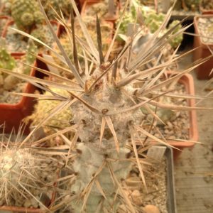 Tephrocactus articulatus VG653 -прод. верхній пагін-