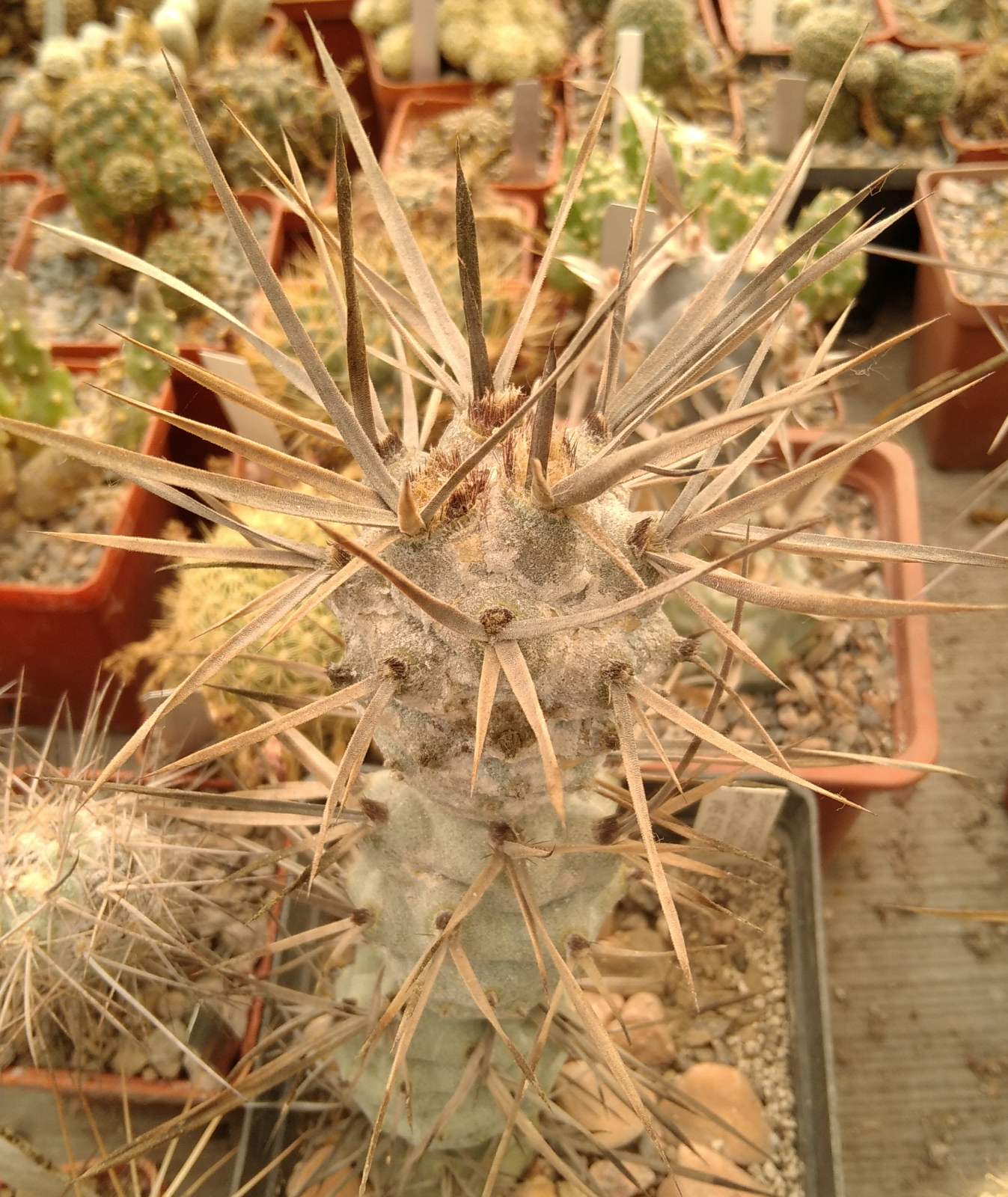 Tephrocactus articulatus VG653 -прод. верхній пагін-