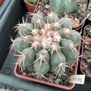 Discocactus nigrisaetosus HU448 -cube-7cm-