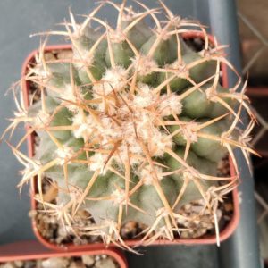 Discocactus insignis HU347 -cube-7cm-прихована підщепа-