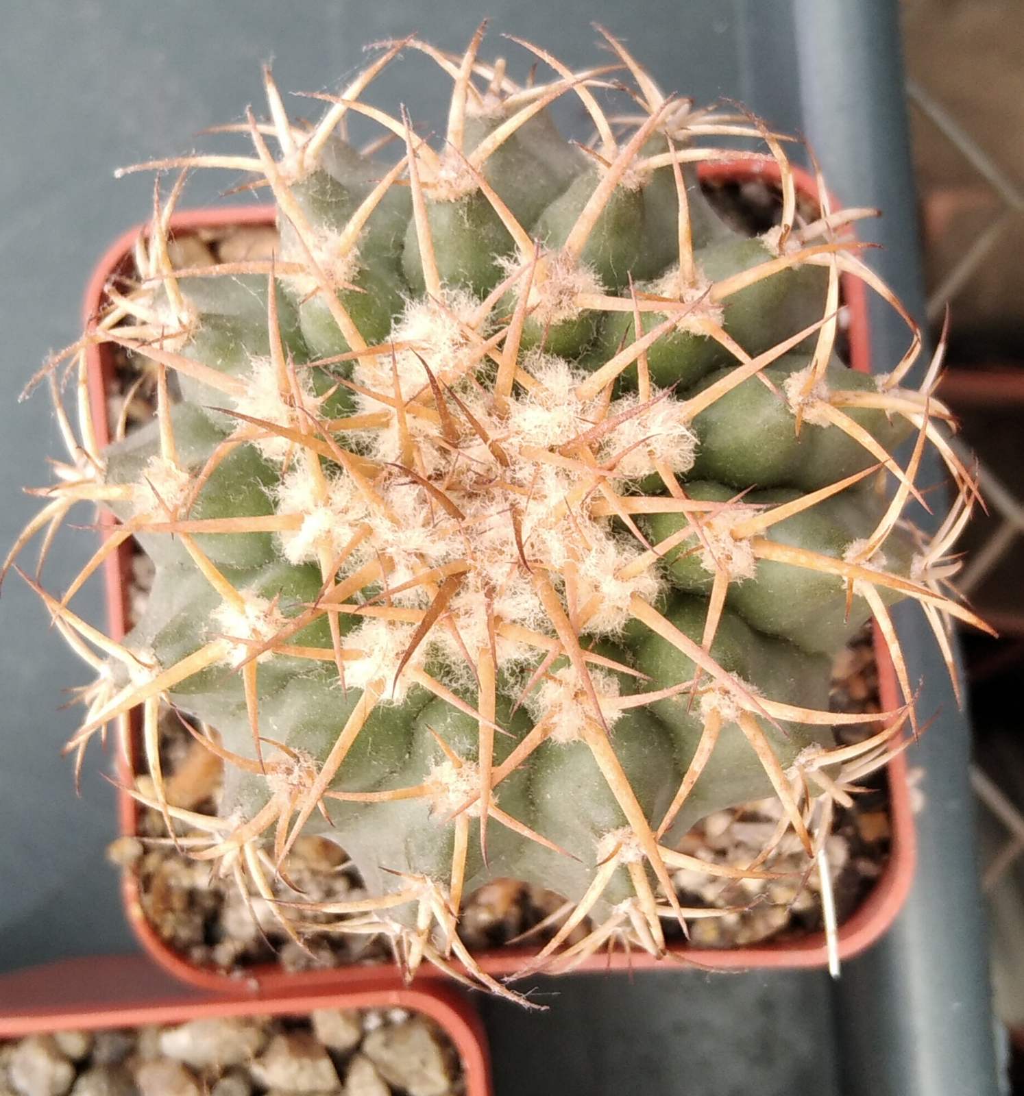 Discocactus insignis HU347 -cube-7cm-прихована підщепа-
