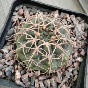 Gymnocalycium  ritterianum -cube-8cm- світлоколючкова форма-