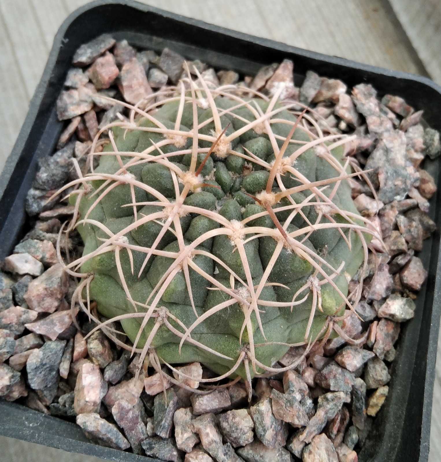 Gymnocalycium  ritterianum -cube-8cm- світлоколючкова форма-