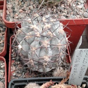 Аcanthocalycium  glaucum 'Super  Silver' - cube-7cm-