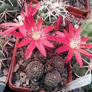 Aylostera densipectinata KK849 -Tarija, Junacas, 2800m. Bol.- пагони-
