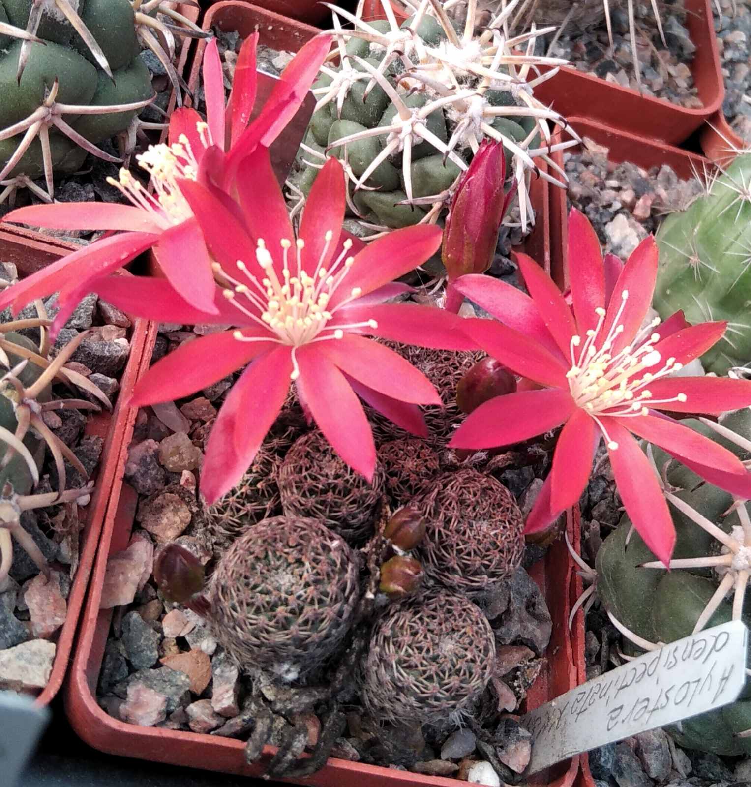 Aylostera densipectinata KK849 -Tarija, Junacas, 2800m. Bol.- пагони-