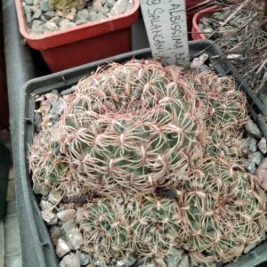 Sulcorebutia albissima v. brunispina WK699- cube-7cm-рідкісна позиція-