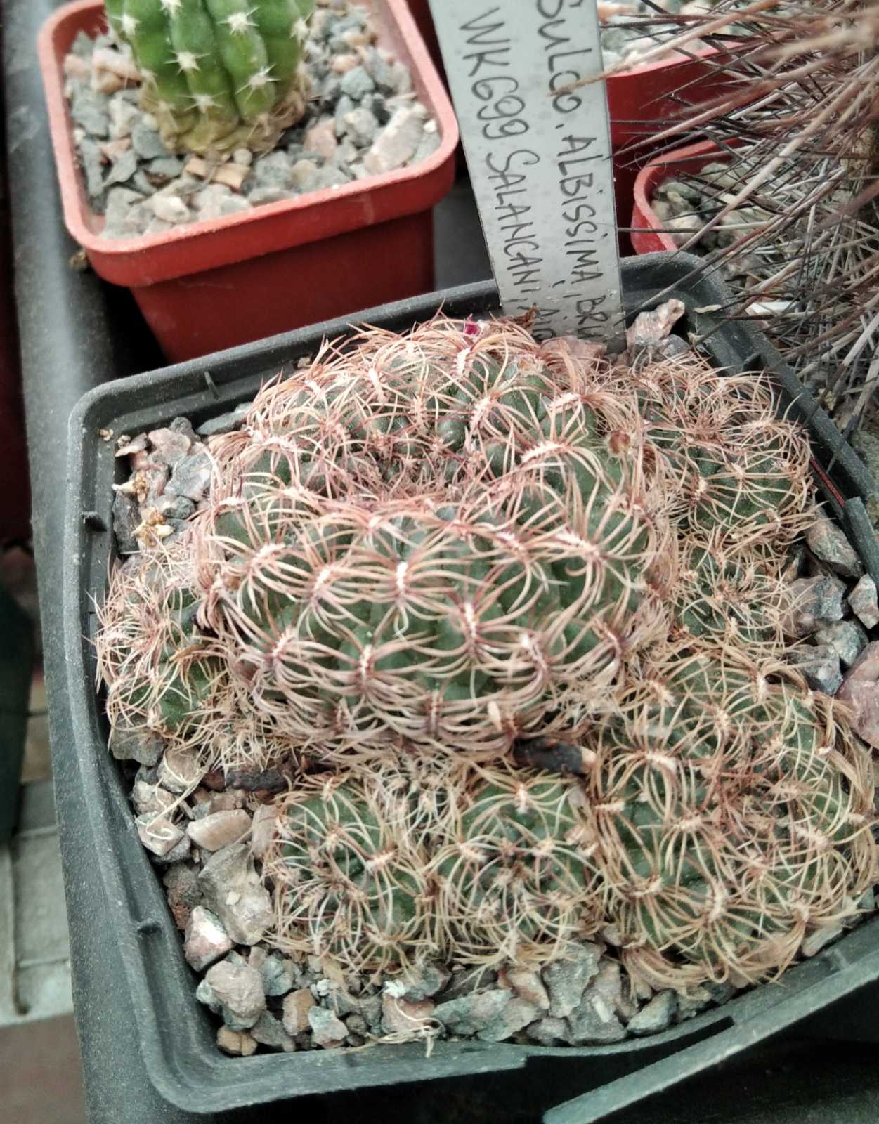 Sulcorebutia albissima v. brunispina WK699- cube-7cm-рідкісна позиція-