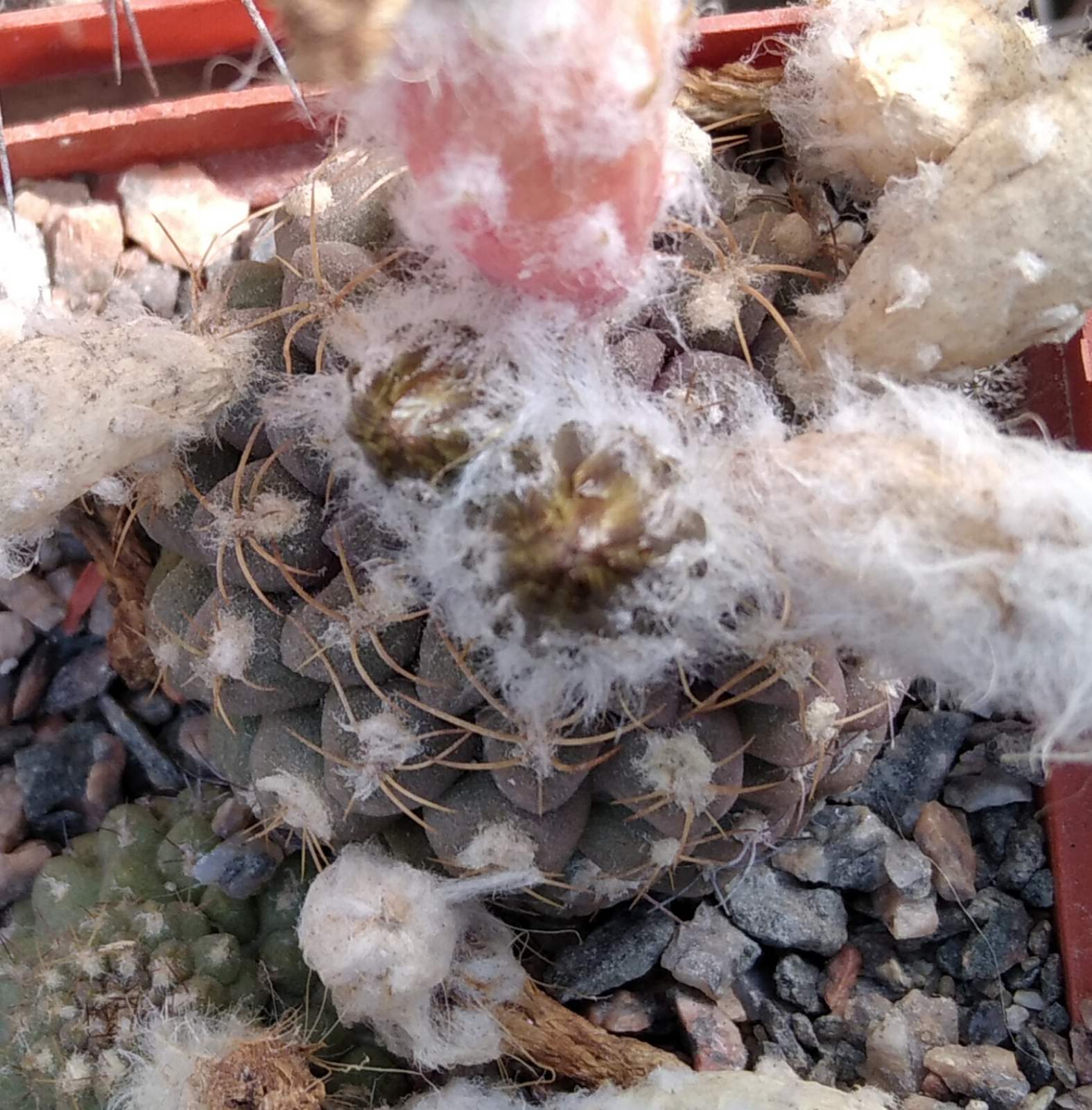 Thelocephala napina v. glabrescens -MG- -4.5см-