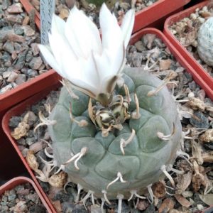 Turbinicarpus rioverdensis -cube-7cm-