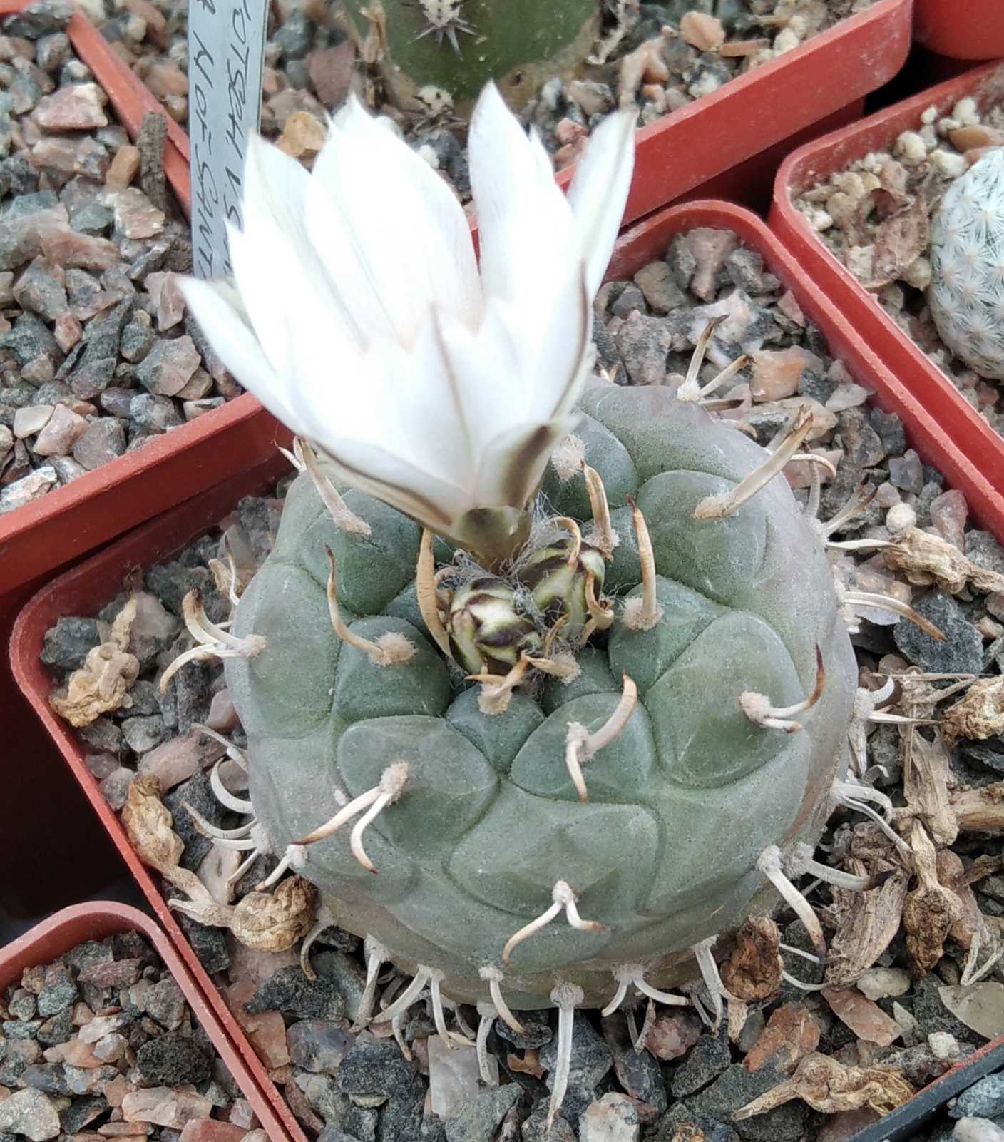 Turbinicarpus rioverdensis -cube-7cm-