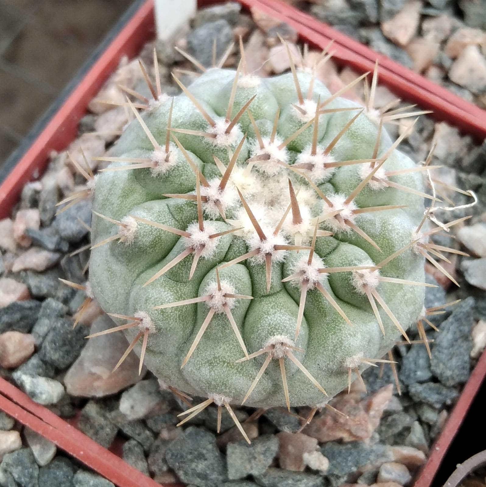 Copiapoa cinerea v. columna-alba JN1926 -cube-6cm- прихована підщепа-