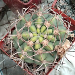 G. carminanthum STO366 -7cm- винно-червоні квіти-