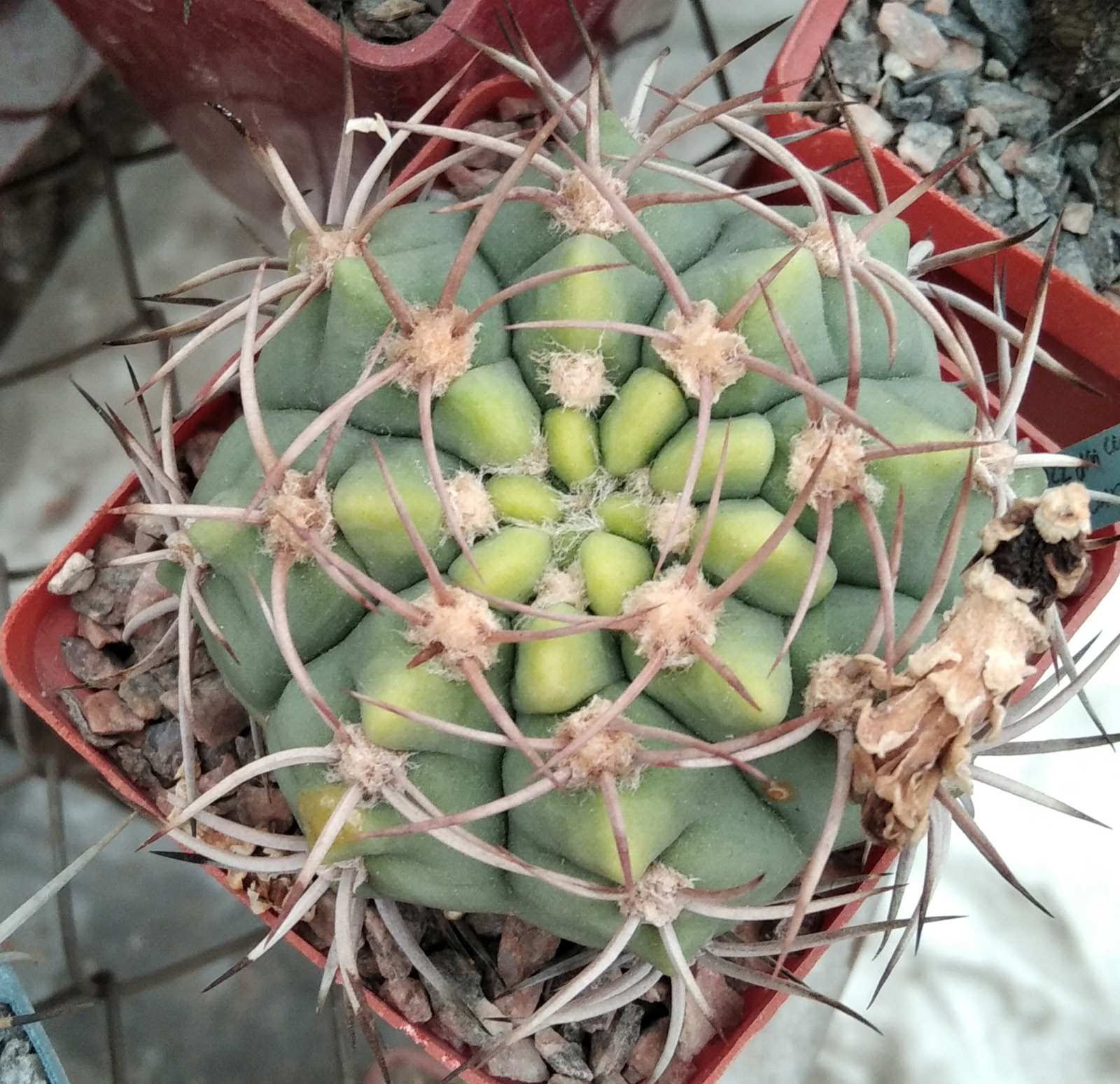 G. carminanthum STO366 -7cm- винно-червоні квіти-
