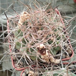 Gymnocalycium guanchinense v. mirandaense LF16a -cube-6cm-