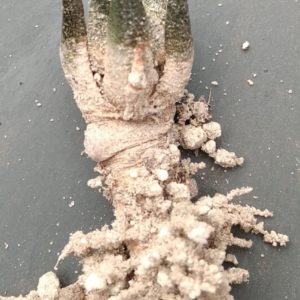 A. scapharostrus RS695 -Rayones, NL- біля 1.5см у діаметрі- рідкість-
