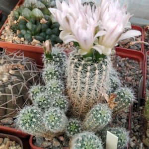 Gymnocalycium bruchii v. cumbresitense GN0232-718 -пагони-