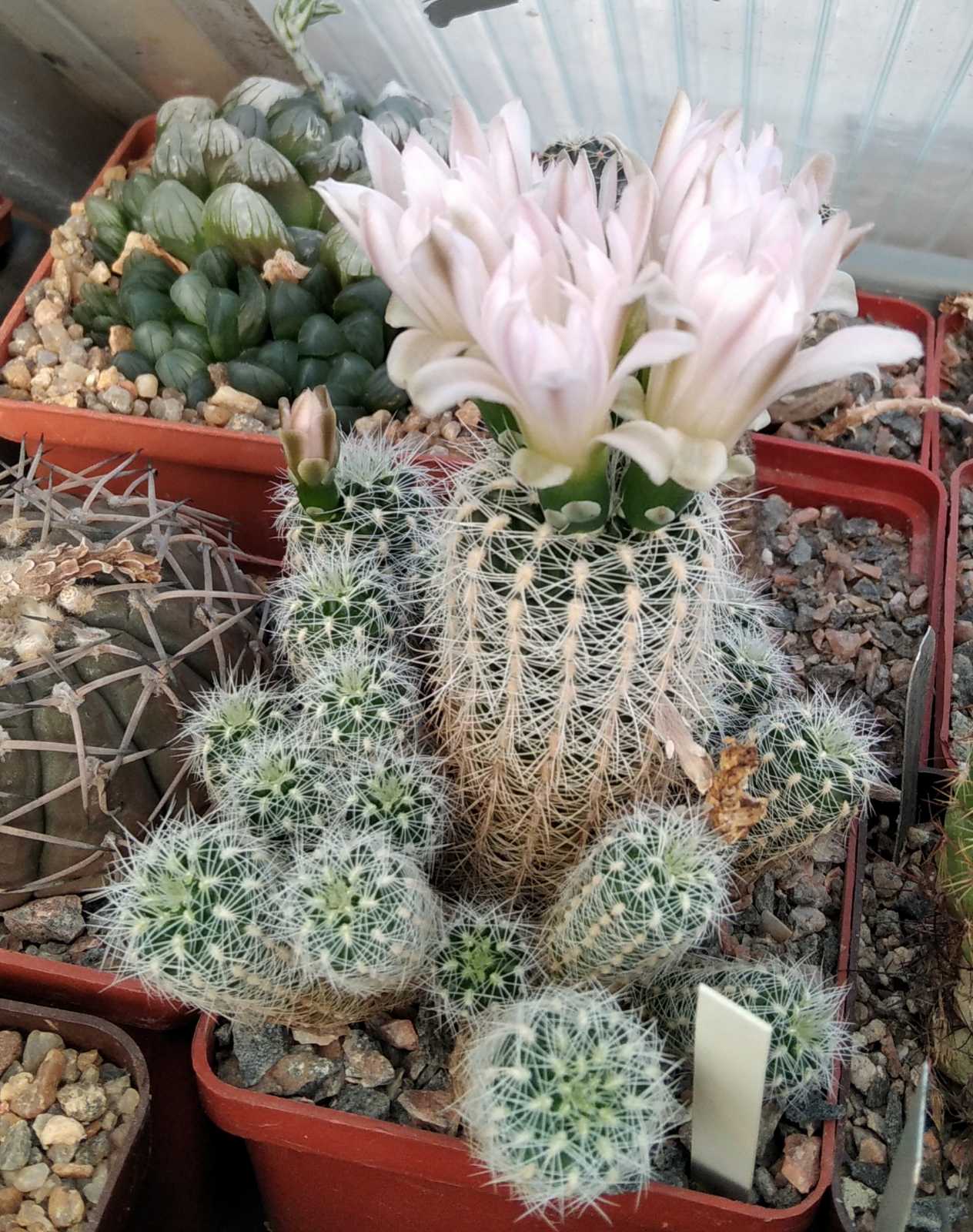Gymnocalycium bruchii v. cumbresitense GN0232-718 -пагони-