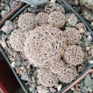 Sulcorebutia  albissima HS106 -cube-7cm- super clone-