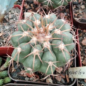 Discocactus nigrisaetosus HU448 -cube-7cm-