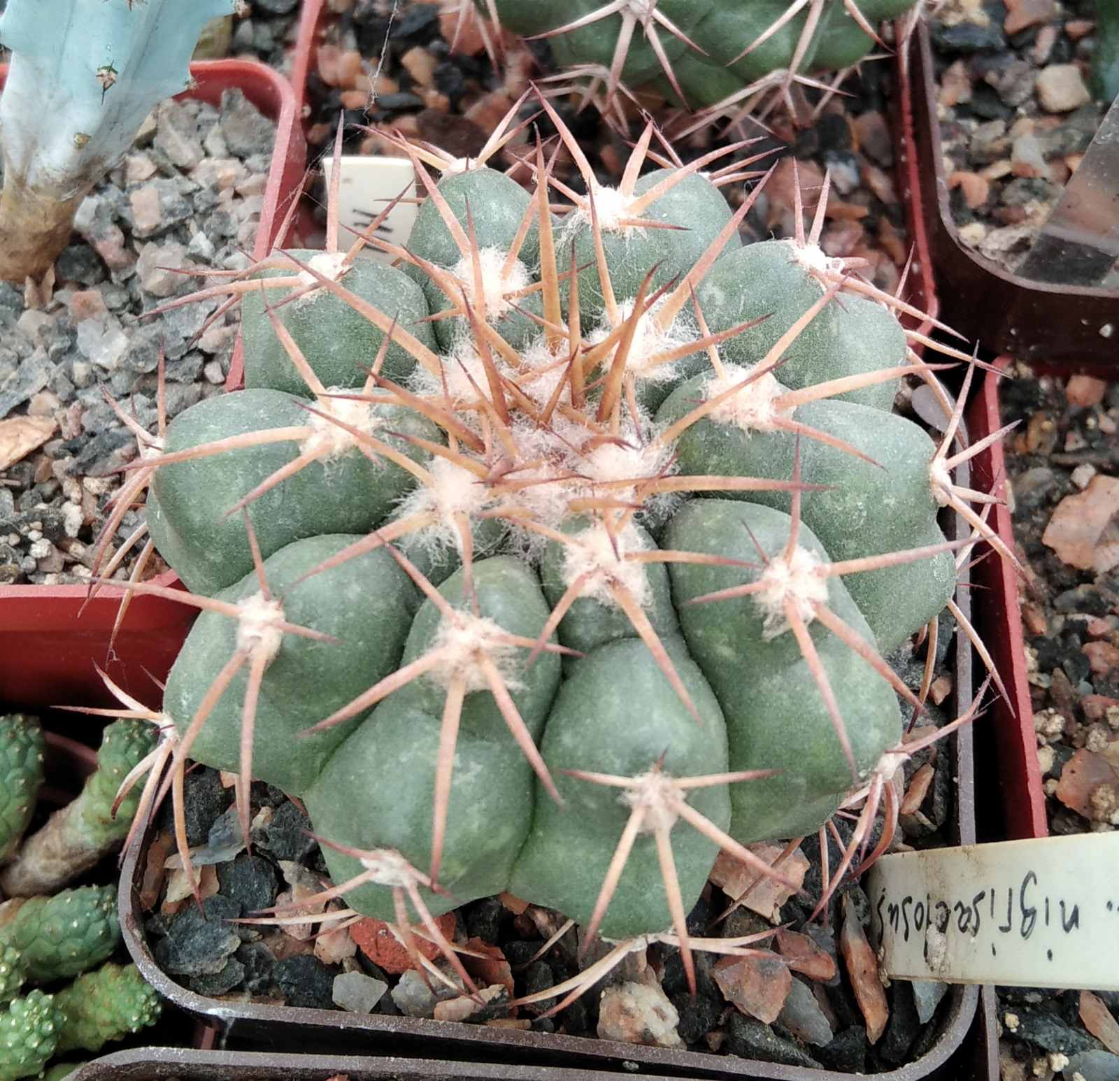 Discocactus nigrisaetosus HU448 -cube-7cm-прихована підщепа-