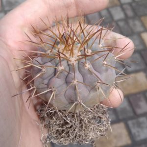 Copiapoa haseltoniana -Backeberg- біля 6см- своє коріння-
