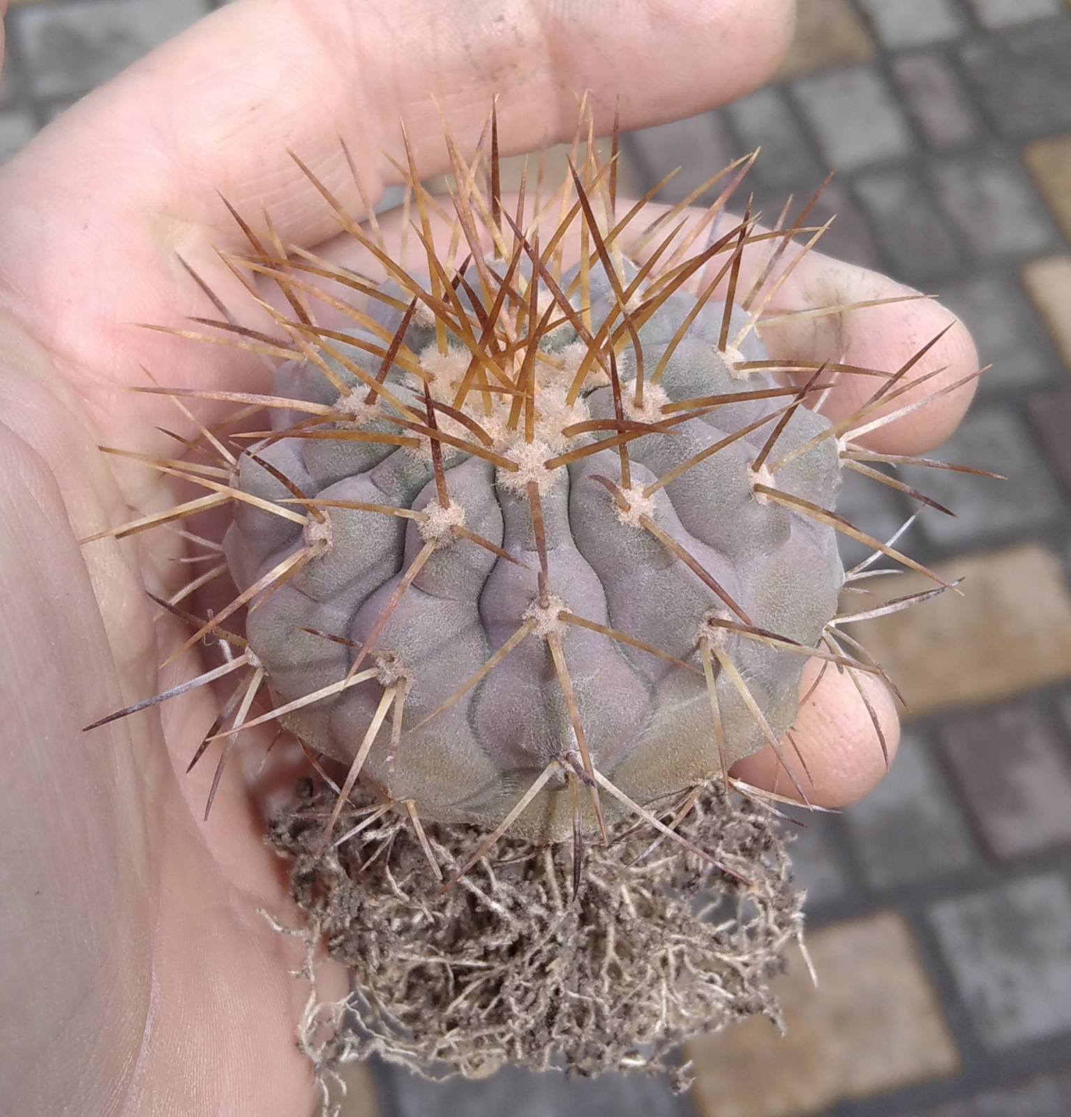 Copiapoa haseltoniana -Backeberg- біля 6см- своє коріння-