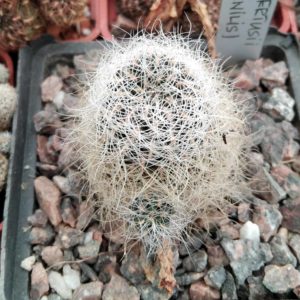 Sulcorebutia gerosenilis -cube-8cm-