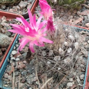 Neochilenia laniceps -cube-7cm-