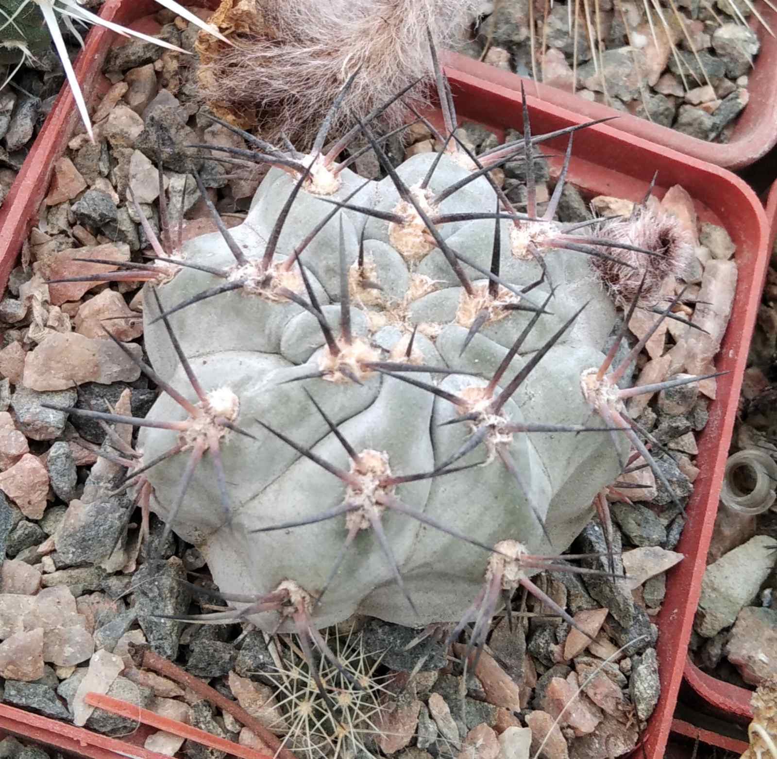 Acanthocalycium glaucum -cube-7cm- silver cultivare-