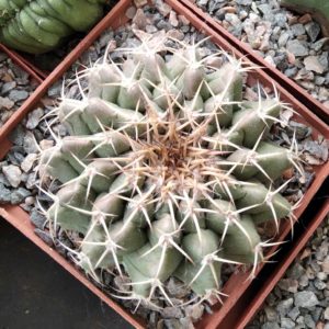 Discocactus insignis HU347  -cube-9cm- щеплений-